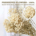 Load image into Gallery viewer, Ethereal Dried Baby's Breath (Gypsophila) Bundle for Weddings and Decor
